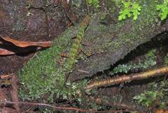 Anolis ventrimaculatus