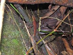 Anolis ventrimaculatus