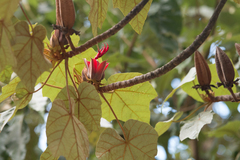 Chiranthodendron pentadactylon