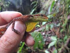 Anolis ventrimaculatus