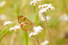 Greta morgane morgane