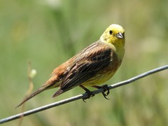 Emberiza citrinella caliginosa