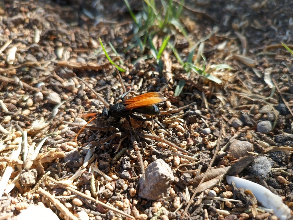 Cresson's Spider Wasp
