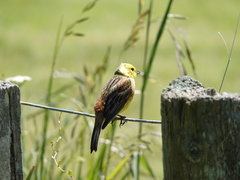 Emberiza citrinella caliginosa