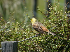 Emberiza citrinella caliginosa