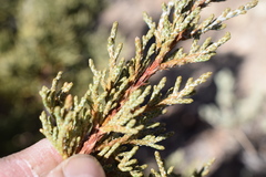 Juniperus grandis