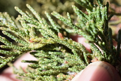 Juniperus grandis