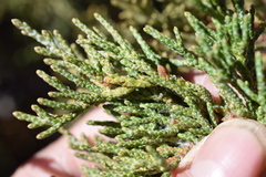 Juniperus grandis