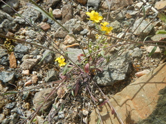 Physaria tenella