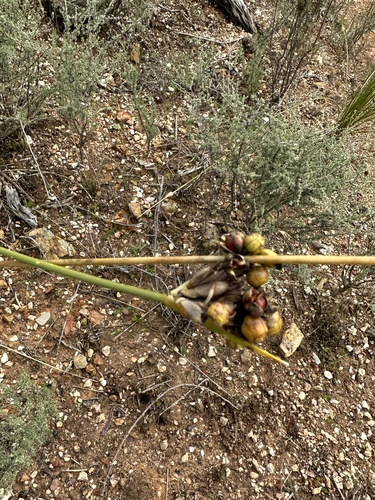 Bundle Rushiris (Bobartia fasciculata)