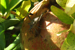 Leptoglossus zonatus