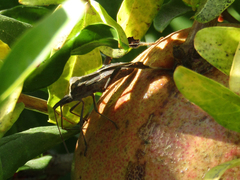 Leptoglossus zonatus