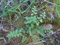Cystopteris tasmanica