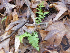 Cystopteris protrusa