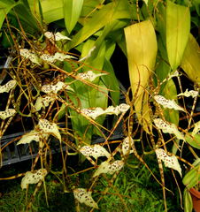 Brassia maculata