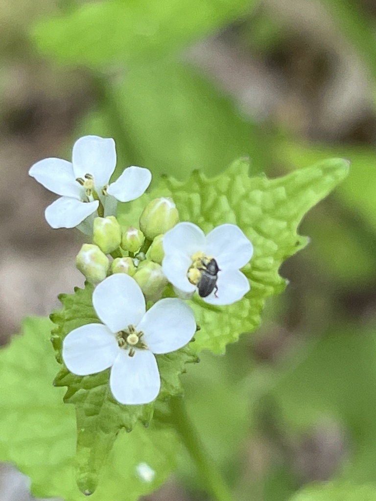 True Weevils from Katy Trail, Augusta, MO, US on April 29, 2023 at 09: ...