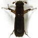 Pinhole Borer Beetles - Photo (c) Stephen Thorpe, some rights reserved (CC BY-NC), uploaded by Stephen Thorpe