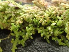 Frullania deplanata