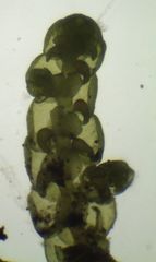 Frullania deplanata