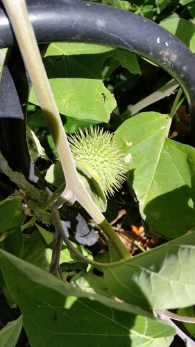 Datura wrightii