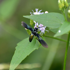 Macrocneme chrysitis