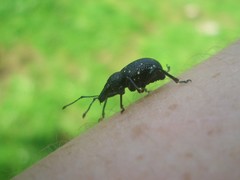 Otiorhynchus gemmatus