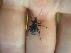 Otiorhynchus gemmatus