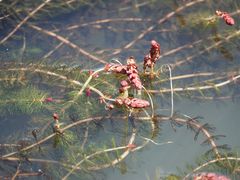 Myriophyllum triphyllum