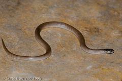 Sonora taylori