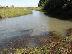 Myriophyllum triphyllum