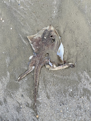Freckled skate (Leucoraja lentiginosa) — Rajidae