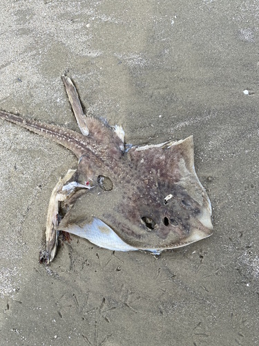 Freckled skate (Leucoraja lentiginosa) — Rajidae — 3