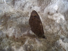 Lasiommata