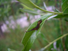 Cerura