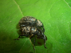 Liparus glabrirostris