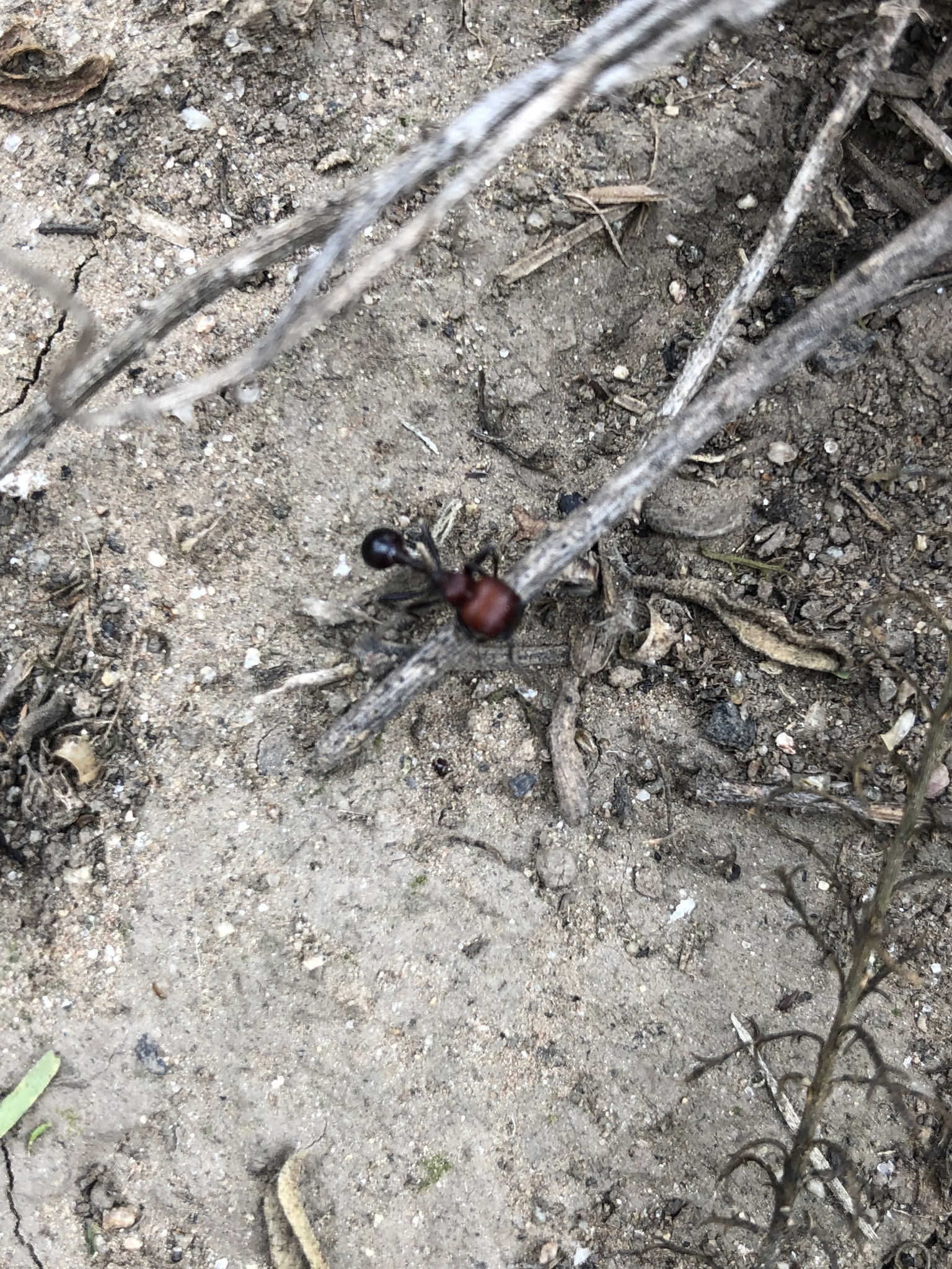 Pogonomyrmex micans
