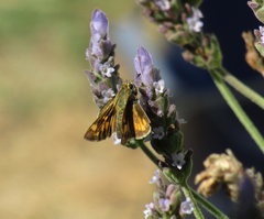 Hylephila phyleus