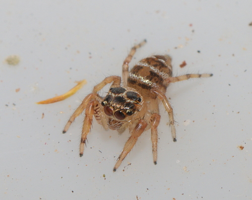 Goldband Thyene Jumping Spider photo 4