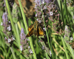 Hylephila phyleus