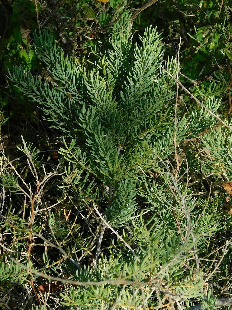 African Asparagus from River Loop Greyton, 7233, South Africa on April