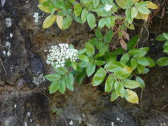 Scandia rosifolia