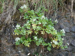 Scandia rosifolia