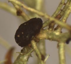 Biatoropsis usnearum