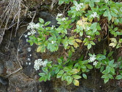 Scandia rosifolia