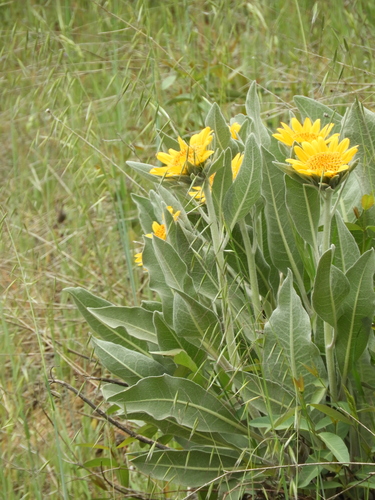 Image of Wyethia helenioides by (c) Mary K. Hanson, some rights reserved (CC BY)