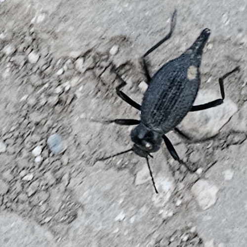 Eleodes caudifera photo 6