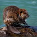 American Beaver - Photo (c) Keith Williams, some rights reserved (CC BY-NC-ND)