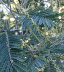 Acacia dealbata