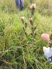 Liatris bracteata