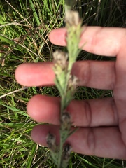 Liatris bracteata